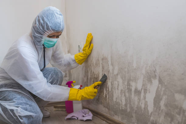 Biohazard Mold Removal in Russellton, PA